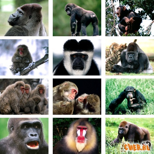Приматы
