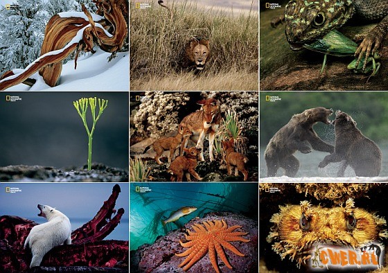 National Geographic Wallpapers