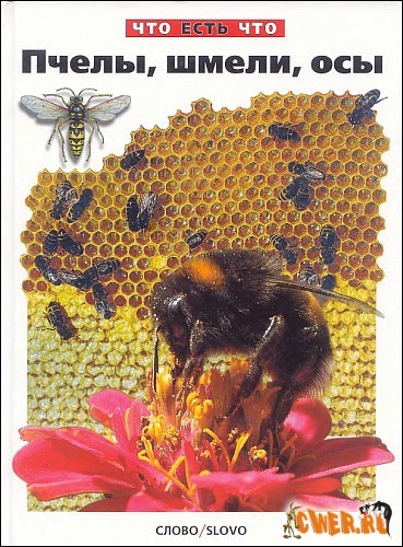 Что есть Что - Пчёлы