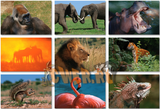 Animals & Wildlife