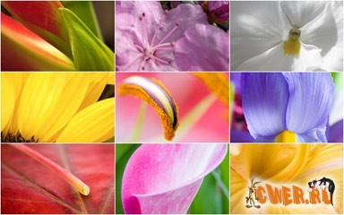 Flowers Wallpapers