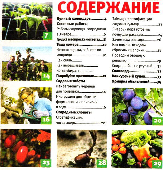 Бабушкина грядка №1 (январь 2013)