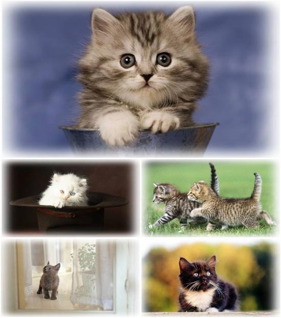 Beautiful Cats Full HD Wallpapers