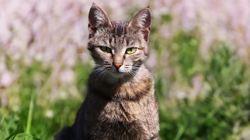 Computer Desktop Wallpap…Collection. www.cwer.ru