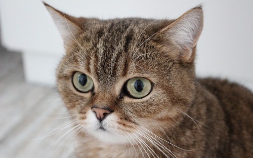 Computer Desktop Wallpapers Collection. www.cwer.ru