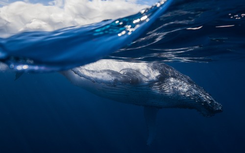 Computer Desktop Wallpapers Collection. www.cwer.ru