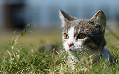 Computer Desktop Wallpapers Collection. www.cwer.ru