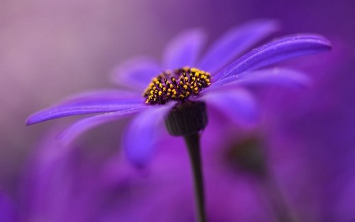 Computer Desktop Wallpapers Collection. www.cwer.ru