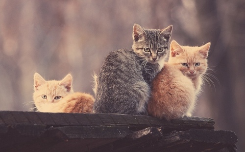 Computer Desktop Wallpapers Collection. www.cwer.ru