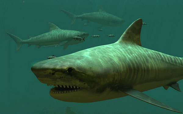 Tiger Sharks 3D Screensaver 1.0 build 2