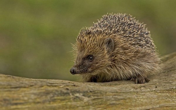 New Mixed HD Wallpapers Pack 322