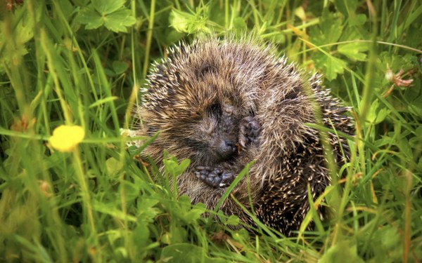 New Mixed HD Wallpapers Pack 295