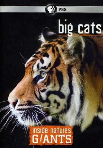 Анатомия крупнейших животных: Большие кошки
