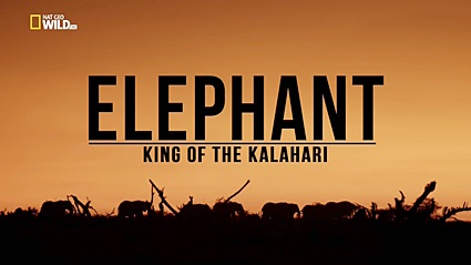Слон: Король Калахари